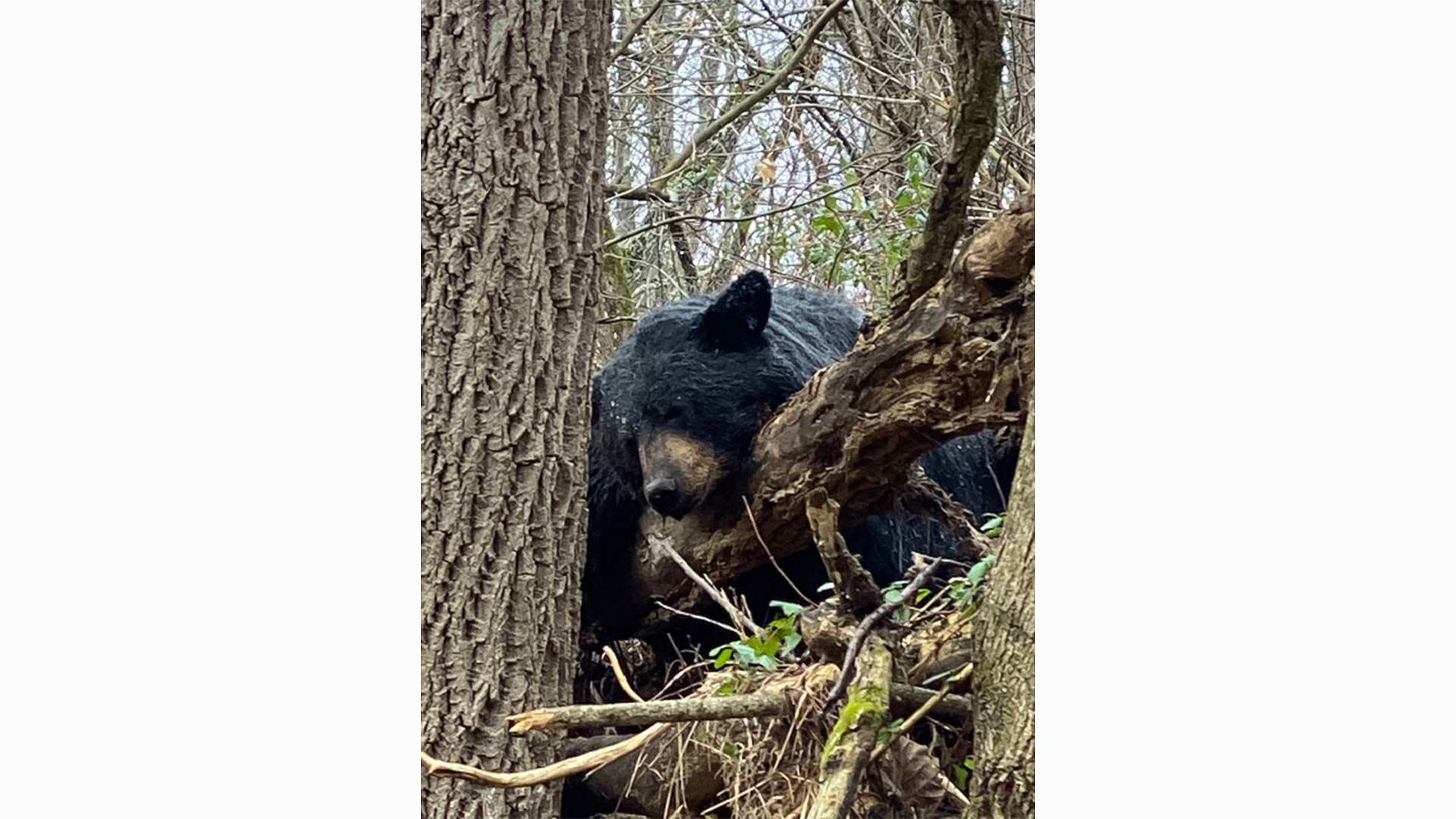 bear